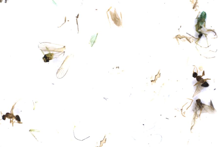 Image 30